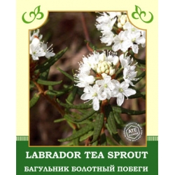 Labrador Tea Sprout